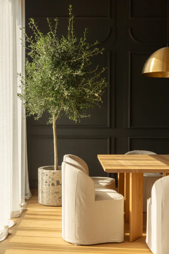 Indoor Olive Tree